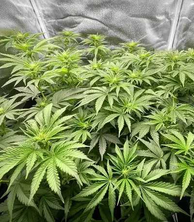 Diesel Seeds