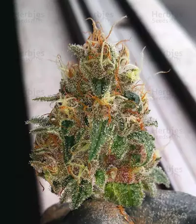 Do-Si-Dos OG Seeds