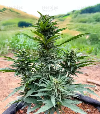 Durban Poison Seeds (Humboldt Seed Company)