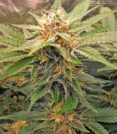El Fuego Auto feminized seeds