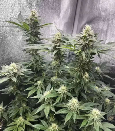 Gelato #45 féminisée (Barney's Farm)