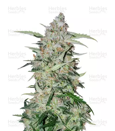 Graines féminisées de Girl Scout Cookies (Garden of Green)