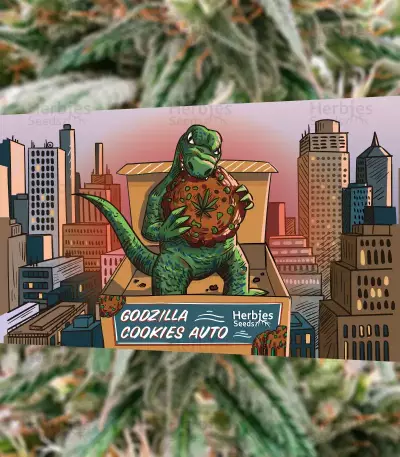 Godzilla Cookies Auto (Herbies Seeds)