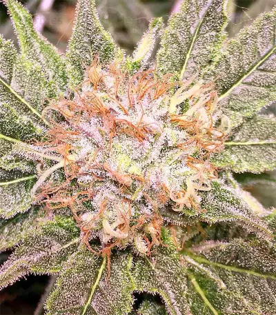 Grandaddy Purple feminized seeds (Big Head Seeds)