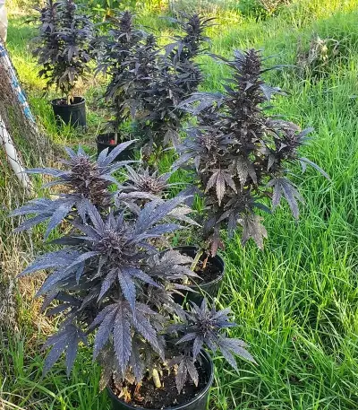 Granddaddy Purple Seeds