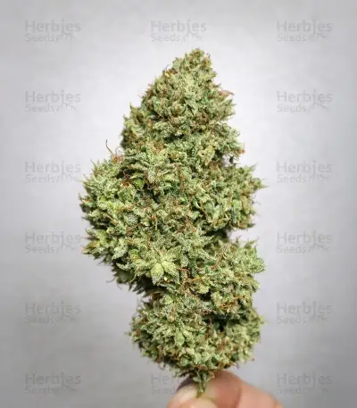 Highcloudz Seeds