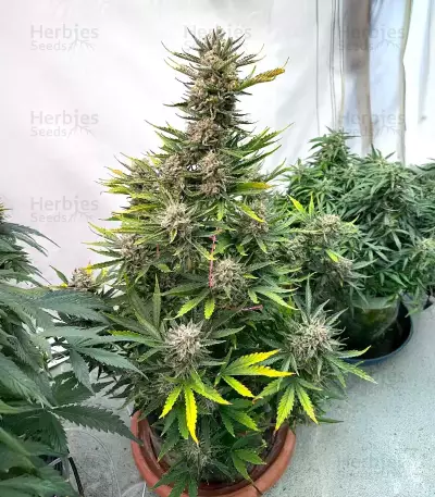 Humboldt Dream Seeds (Humboldt Seed Company)