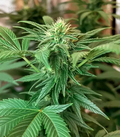 Lemon Orange Seeds