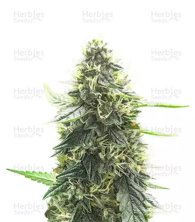 Semillas Feminizadas Mango Sherbert Autoflower (Humboldt Seed Company)