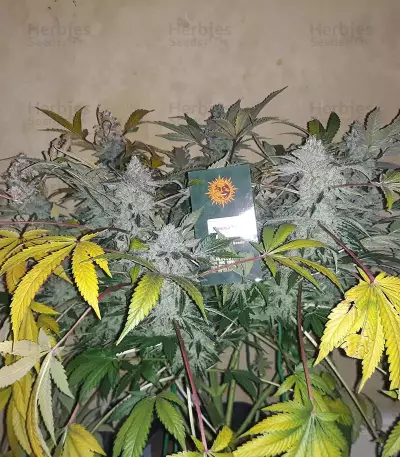 Mimosa EVO Seeds (Barney’s Farm)
