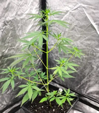 Neville's Rose Auto Seeds