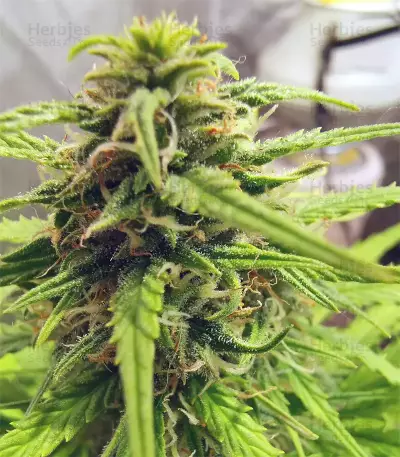 Orange Sherbet Auto Seeds