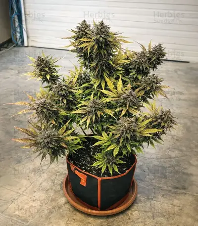 Oreoz feminized seeds