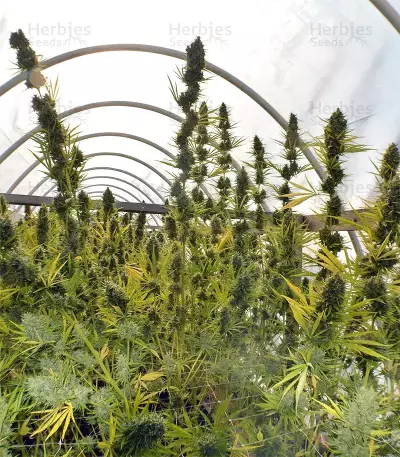 Graines de cannabis Panama x Bangi Haze (Ace Seeds)