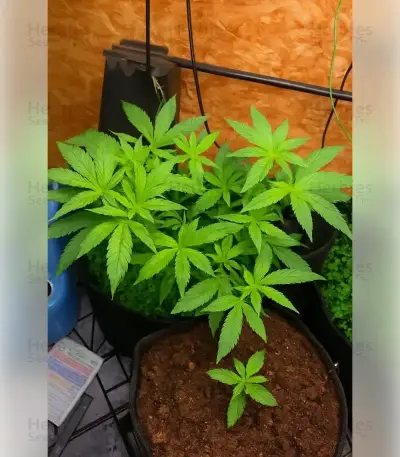 Permanent Marker Seeds