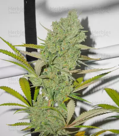 Semi Femminizzati Princess Haze (Brothers Grimm Seeds)