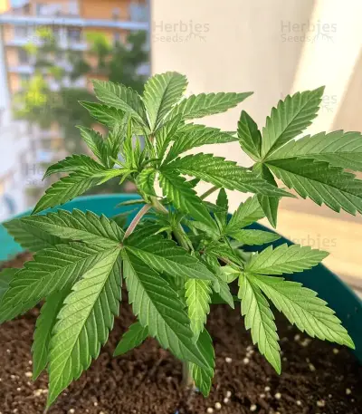 SFV OG Auto Seeds