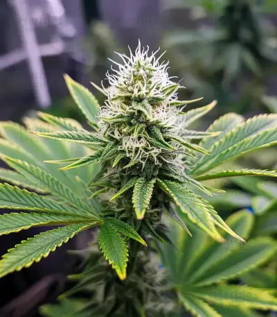 Sour Diesel (RQS) Cannabis-Samen