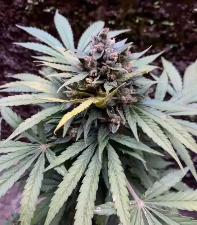 Sweet CBD Seeds