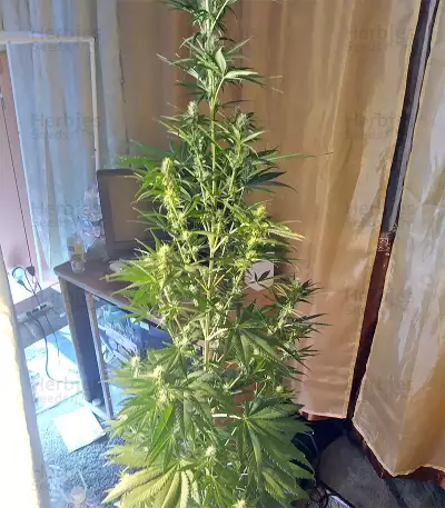 Tikal Seeds - Cannabis Strain Seeds for Sale