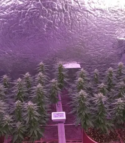 Trippy Pebbles Seeds (Big Head Seeds)