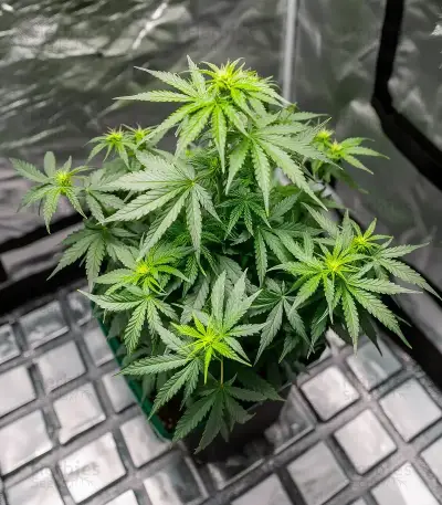 Wedding Cheesecake FF Seeds