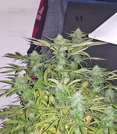 White OG feminized seeds