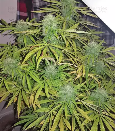 White OG feminized seeds