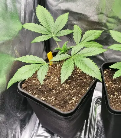 White Widow (RQS)