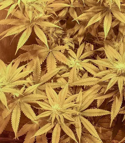 Wedding Cookies féminisée (Original Sensible Seeds)