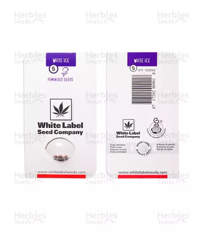 White Ice feminized seeds