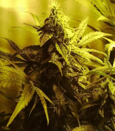 White Widow (GHS)