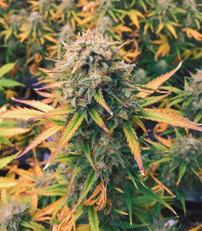 Chemdog Autoflower (Herbies Seeds)