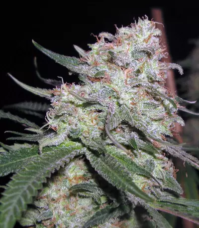 Purple Paralysis Seeds
