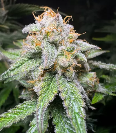 Semi Femminizzati Northern Lights 10 of 10 (Seedkeepers)