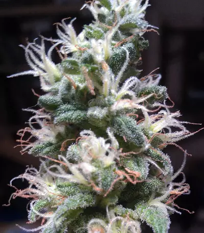 Purple Paralysis Seeds