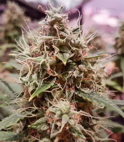 Graines de cannabis Amnesia Haze Automatic (RQS)