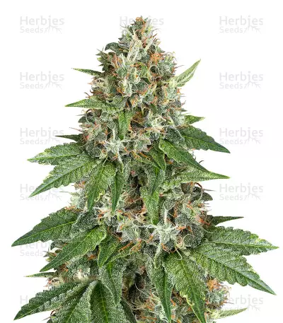 Auto Do-Si-Dos Cookies Feminized Seeds from 00 Seeds