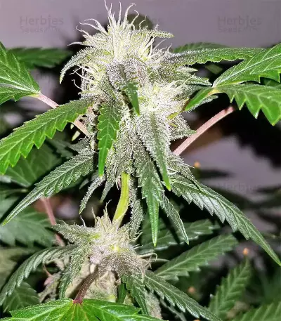 Auto Purple Gorilla Seeds
