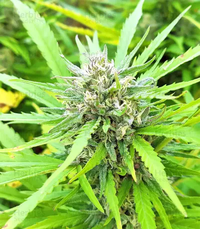 BCN Critical XXL