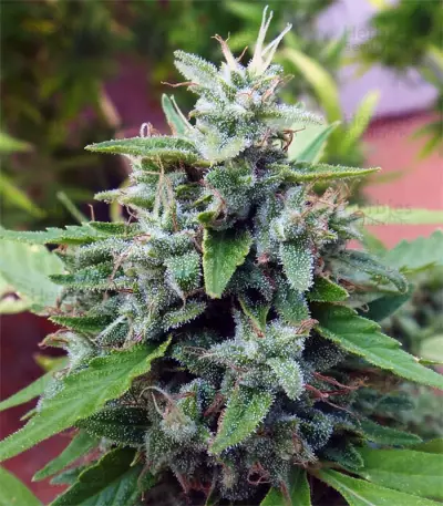 Bangi Haze (Ace Seeds)