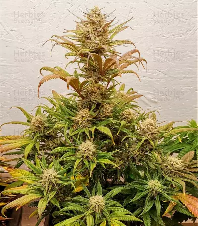 Bruce Banner Autoflower (Herbies Seeds)