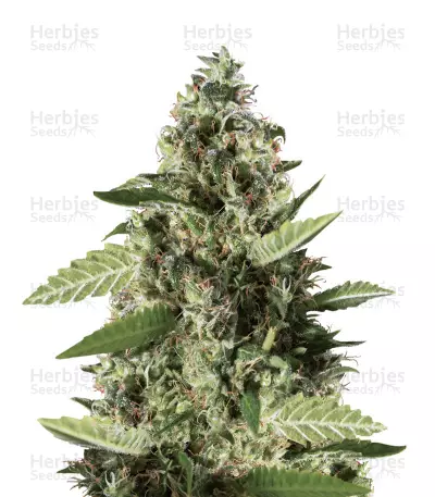 Bruce Banner #3 (BlimBurn Seeds) Cannabis-Samen