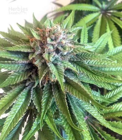 Bubble Bomb feminized seeds