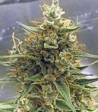 CBD 1:1 Silver Lime Haze Semi femminizzati autofiorenti
