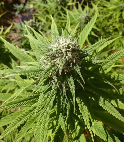 CBD Caramel Seeds