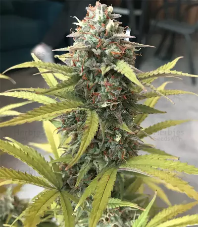 Californian Snow Auto