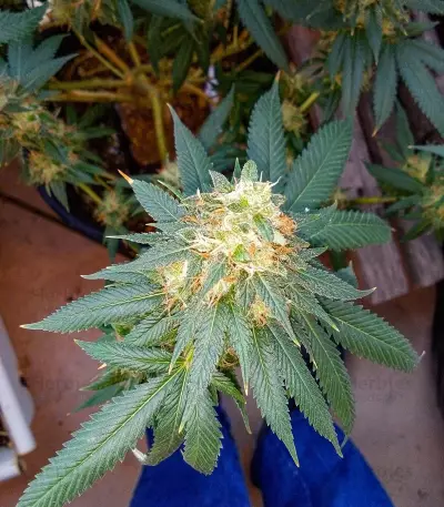 Chemdawg Seeds (Humboldt Seeds Organization)