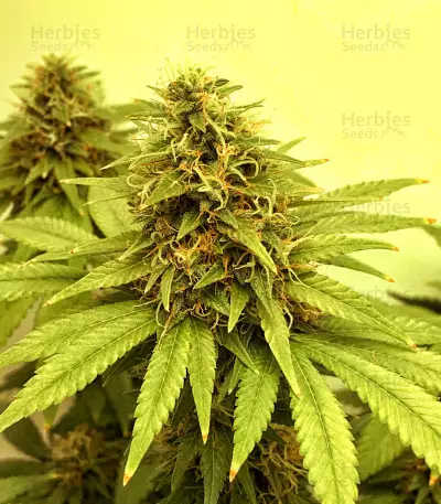 Graines de cannabis Dinamed CBD Plus (Dinafem Seeds)