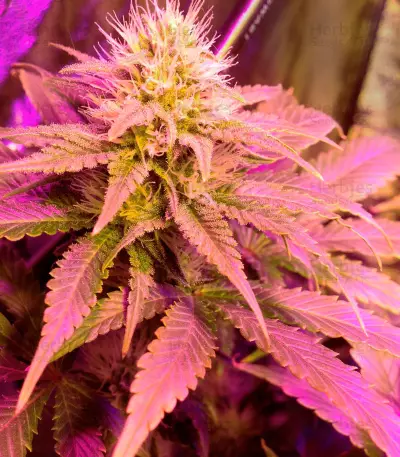 Semi femminizzati Doctor Kush